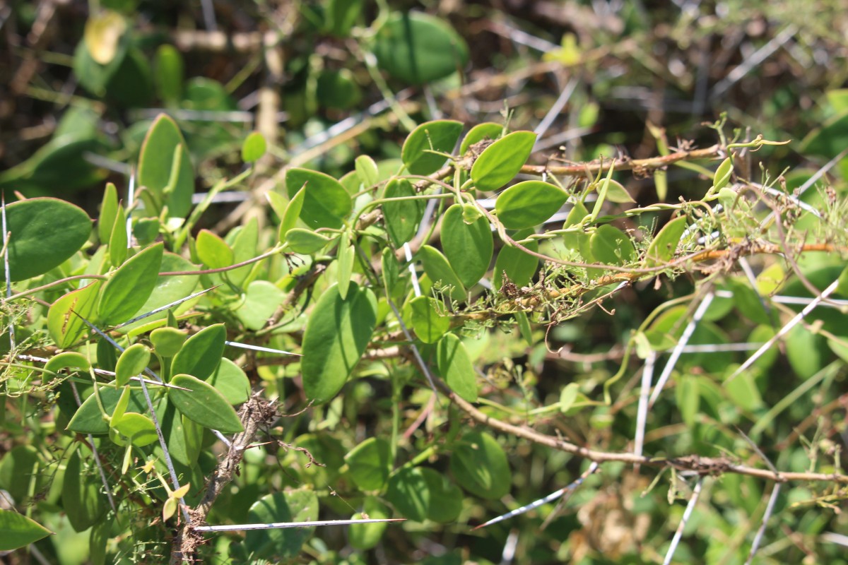 Pentatropis capensis (L.f.) Bullock